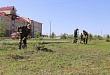 Двести пятьдесят саженцев сосны высадили в Увате